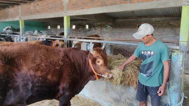 Salah satu pedagang sapi di wilayah Kulon Progo sedang memberi makan untuk ternaknya, Rabu (1/6/2022). [Hiskia Andika Weadcaksana / SuaraJogja.id]