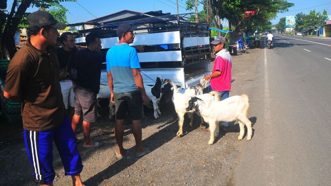 Pedagang kambing kecele dan bersiap pulang setelah mendapati Pasar Hewan Margorejo tutup sementara di Pati, Jawa Tengah, Kamis (2/6/2022). ANTARA FOTO/Yusuf Nugroho