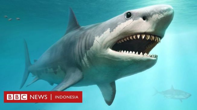 Misteri Kepunahan Hiu Purba Megalodon Tiga Juta Tahun Lalu Terungkap