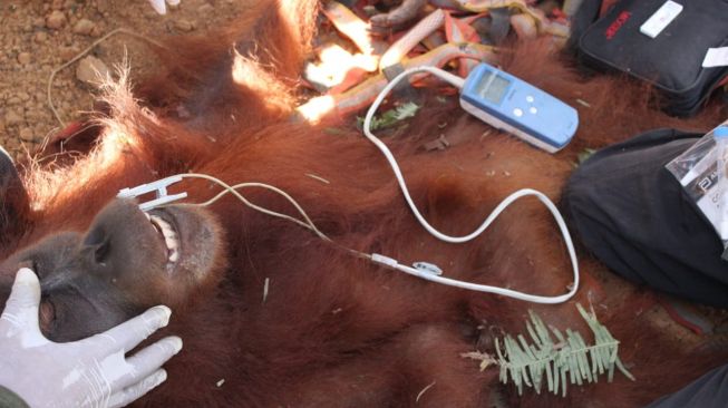 BKSDA Evakuasi Orangutan yang Terjebak di Perkebunan Langkat, Begini Kondisinya