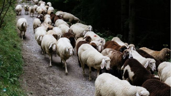 Salut! Penggembala Ini Langsung Sapu Kotoran Kambingnya yang Berceceran di Jalan