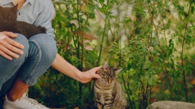 Gejala dan Penyebab Toksoplasma, Benarkah Kucing Jadi Biangnya?