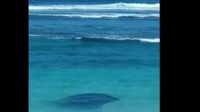 Viral fenomena ribuan ikan berkelompok muncul kepermukaan air di pantai Melasti, Badung, Bali. [Foto : Instagram] 