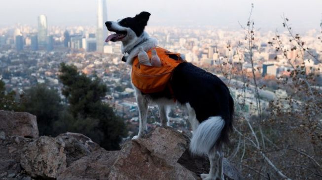 Perkenalkan, Sam, Anjing Pahlawan Super Pembasmi Sampah di Chili