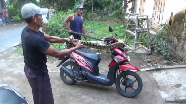 Heboh Ular Piton Melilit Motor Warga di Jombang