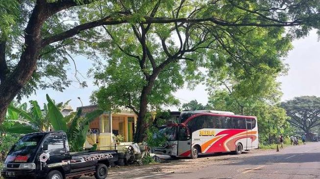 Bus Mira Seruduk Pikap lalu Oleng Tabrak Pohon