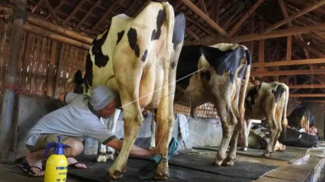 Cegah Wabah Meluas, Pemkab Garut Usulkan Vaksin PMK untuk Belasan Ribu Ternak