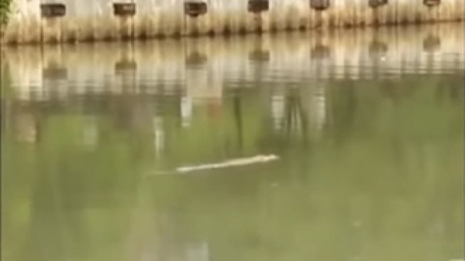 Viral Penampakan Buaya Asyik Berenang Di Kali Kapuk Kamal Jakarta Utara, Netizen Heboh: Lebih Bahaya Buaya Darat