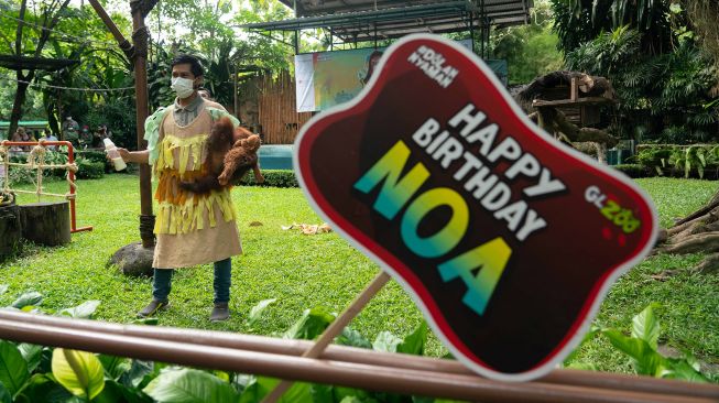 
Petugas menggendong Noa bayi Orang Utan (Pongo Pygmaeus) di Gembira Loka Zoo Umbulharjo, Yogyakarta, jumat (3/6/2022). ANTARA FOTO/Hendra Nurdiyansyah