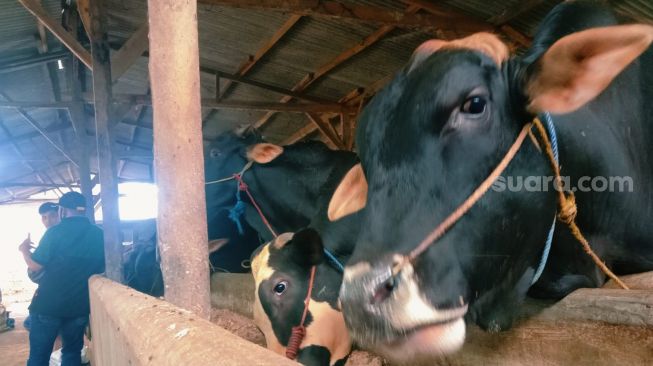 Masuk Zona Merah PMK, Pengusaha Hewan Ternak di Lampung Timur Mengeluh Kesulitan Pemasaran
