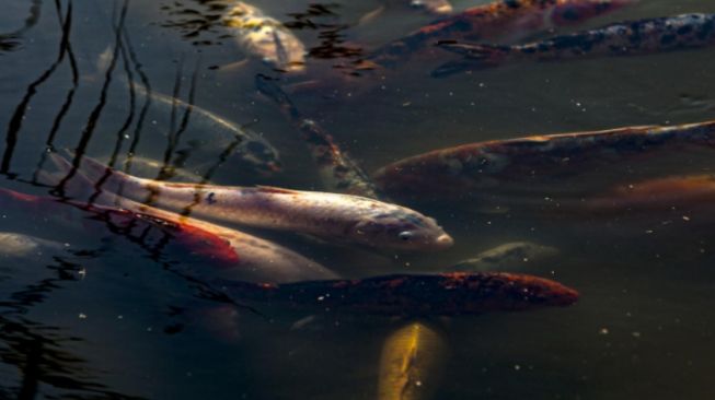 Anda Perlu Tahu! Berikut 3 Risiko Terapi Ikan