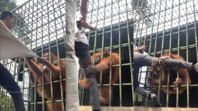 Minta Maaf, Remaja Ditarik Orangutan di Riau Ternyata Demi Konten Langgar Aturan Kebun Binatang