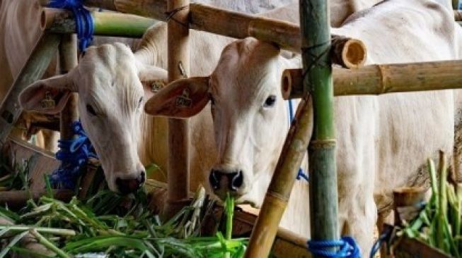 Lagi, 5 Ekor Sapi di Bengkalis Suspek Penyakit Mulut dan Kuku