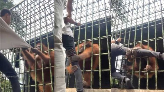 7 Fakta Momen 'Mindblowing' Pria Ditarik Orang Utan di Riau, Histeris sampai Minta Maaf