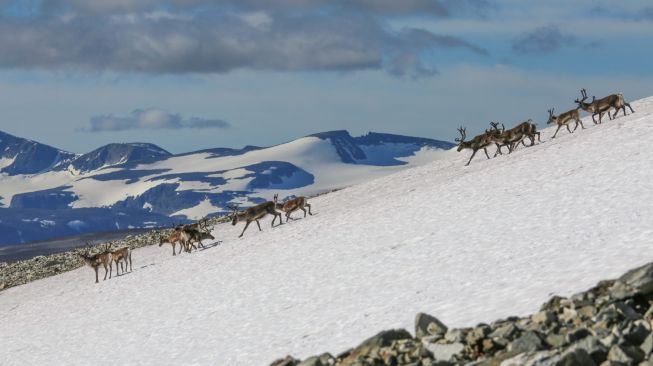 Lapisan es gunung Norwegia. [Norwegian Sci Tech News]