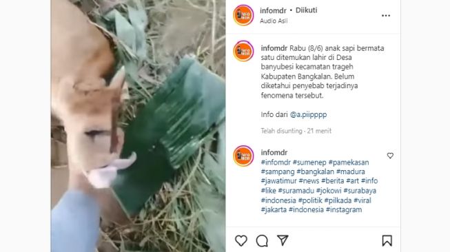 Heboh Anak Sapi Lahir Bermata Satu di Bangkalan