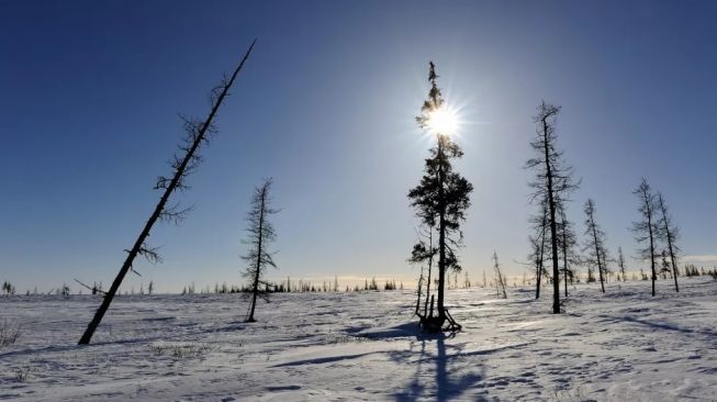 Tundra Siberia Terancam Punah dalam Kurun Waktu 500 Tahun, Waspada