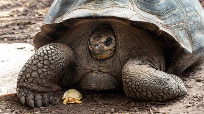 Bayi kura-kura putih, dari jenis raksasa Galápagos (Chelonoidis niger). [Tropiquarium.ch]