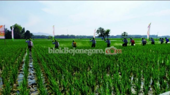 Pertanian Masih Dominasi Mata Pencaharian Warga Bojonegoro