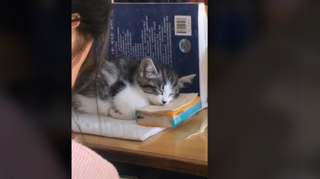 Perempuan Ini Bawa Anabul ke Sekolah, Cara Menyembunyikan Si Kucing Bikin Gemas