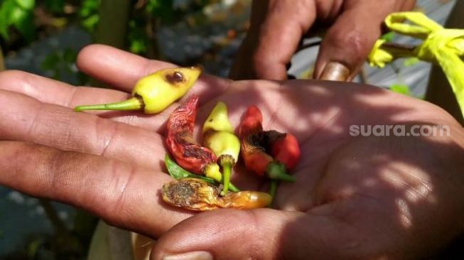 Mahal dan Langka, Petani Cabai di Banjarnegara Ternyata Gagal Panen, Ini Penyebabnya