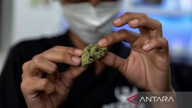 Legalisasi Ganja di Thailand: Warga Sambut Baik, Sebagian Khawatir Akan Implikasinya