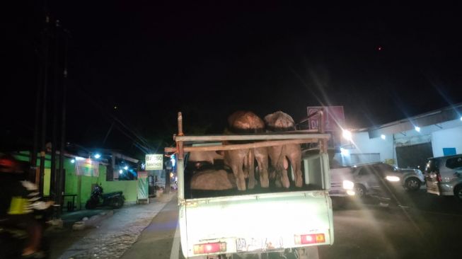 Lalu Lintas Diperketat, Pedagang Hewan Ternak di Gunungkidul Siasati Kirim Pesanan Saat Malam Hari