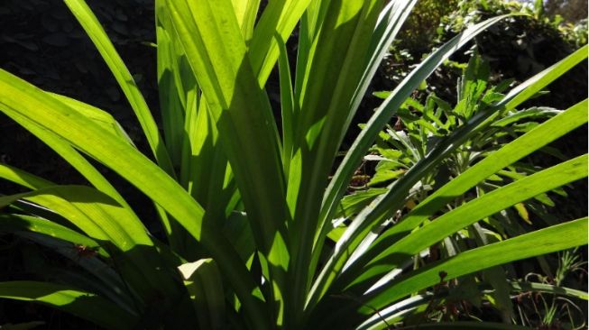 4 Manfaat Daun Pandan untuk Kesehatan Tubuh dan Keindahan Rambut Kepala