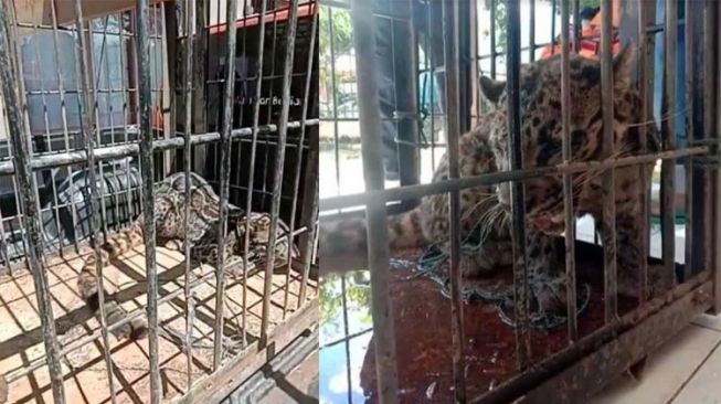 Macan Dahan Masuk Dapur Rumah Warga Pasaman, Ini Kata BKSDA Sumbar