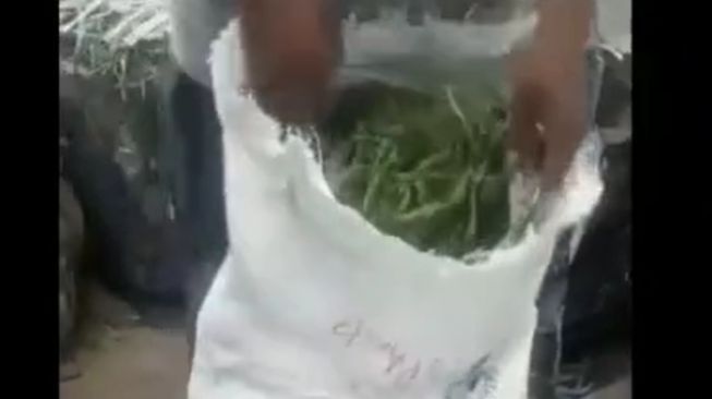 Harga Lagi Meroket, Viral Pedagang di Sumut Curang, Jual Cabai Hijau Tapi Dikasih Rumput