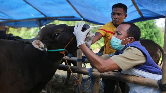 Petugas Dinas Ketahanan Pangan Kota Tangerang memeriksa kesehatan sapi di salah satu lokasi peternakan di Periuk, Kota Tangerang, Banten, Selasa (14/6/2022).  ANTARA FOTO/Fauzan