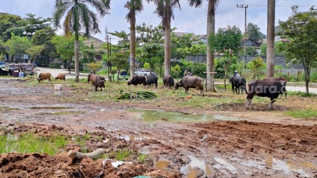 Wabah PMK Hantui Peternak Sapi di Samarinda