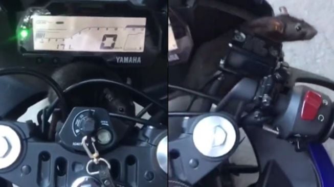 Viral! Pria Ini Kaget Temukan Tikus Menyelinap di Setang Motor