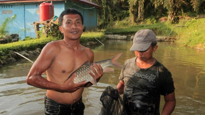 Ikan 'Sultan' dari Asahan Siap Tembus Pasar Internasional