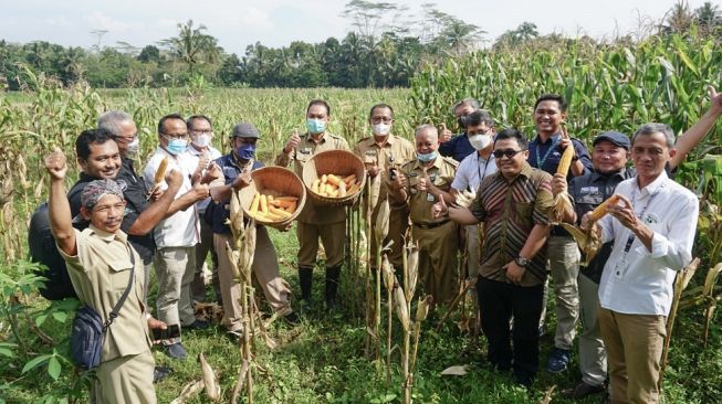 Produktivitas dan Laba Bersih Petani di Magelang Naik Berkat Teknologi Digital