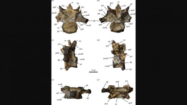 Abelisaurid . [Royal Society Open Science]