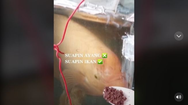 Ikan gurame disuapi pemiliknya kue brownies. [TikTok]