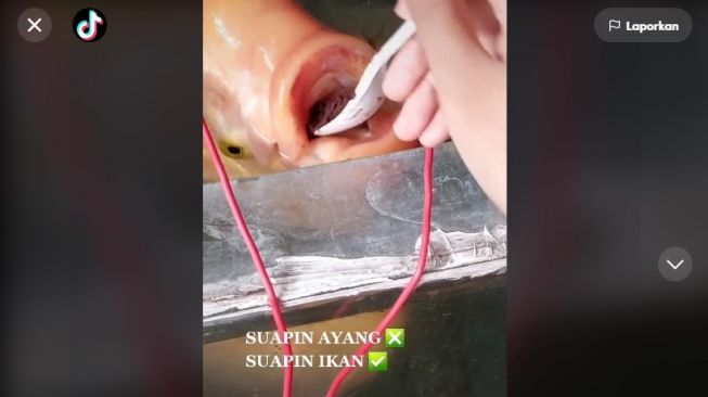 Ikan gurame disuapi pemiliknya kue brownies. [TikTok]