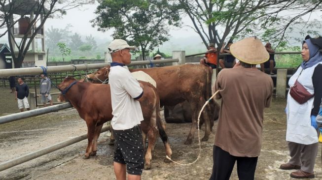 Terdampak Kasus PMK, Pedagang Hewan Ternak di Gunungkidul Terpaksa Banting Harga