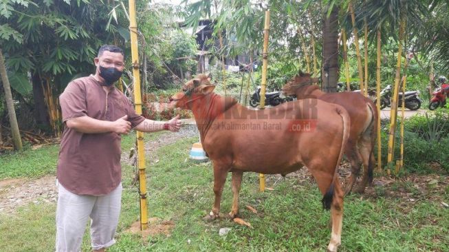 Dampak PMK, Harga Sapi di Pontianak Melambung Tinggi, Peternak dan Pembeli Ngeluh