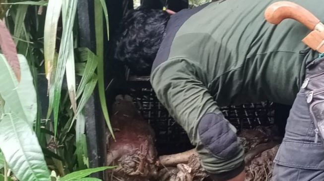 Harimau Mangsa Sapi Warga di Mukomuko, BKSDA Pasang Perangkap