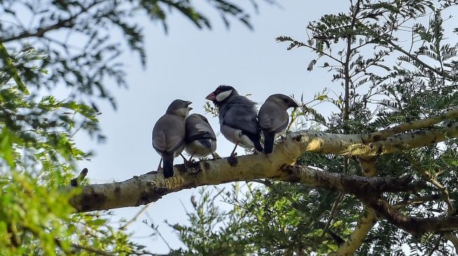 Sejumlah burung Gelatik Jawa (Padda oryzivora) bertengger di atas dahan pohon di Taman Nasional Baluran, Situbondo, Jawa Timur, Sabtu (18/6/2022).  ANTARA FOTO/Budi Candra Setya