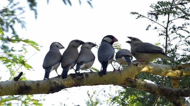 Sejumlah burung Gelatik Jawa (Padda oryzivora) bertengger di atas dahan pohon di Taman Nasional Baluran, Situbondo, Jawa Timur, Sabtu (18/6/2022).  ANTARA FOTO/Budi Candra Setya