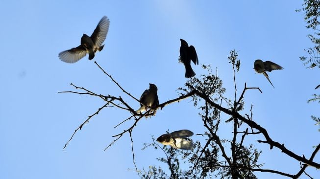 Sejumlah burung Gelatik Jawa (Padda oryzivora) bertengger di atas dahan pohon di Taman Nasional Baluran, Situbondo, Jawa Timur, Sabtu (18/6/2022).  ANTARA FOTO/Budi Candra Setya