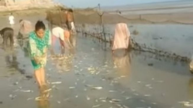 Viral Warga Berbondong Pungut Ikan Terdampar di Pantai Pakandangan