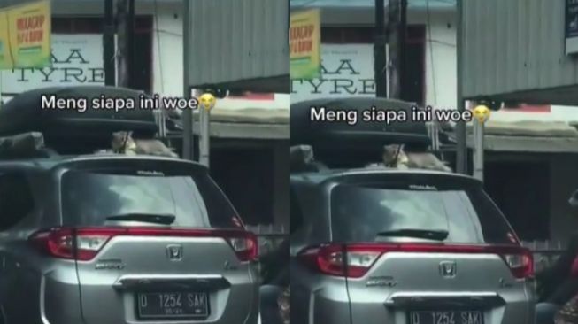Nangkring di Atap Mobil, Potret Kucing Kebingungan di Jalan Ini Viral
