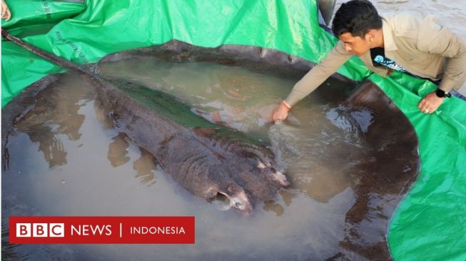 Ikan Air Tawar Terbesar Sedunia Ditemukan di Kamboja