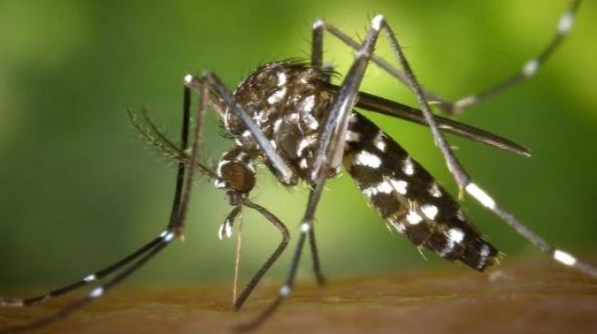 Gejala Demam Berdarah Dengue dan Cara Mengatasinya (Pexels.com)