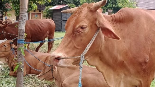 Jelang Idul Adha, Pemkot Malang bersama Organisasi Keislaman Sepakat