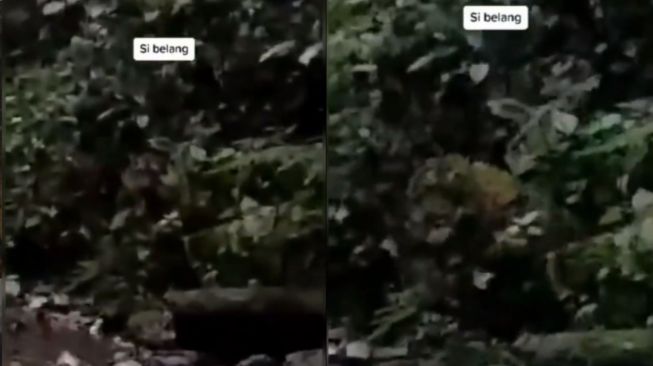 Heboh Harimau Sumatera Tertangkap Kamera Mengincar Pemuda di Hutan, Publik Ikut Deg-Degan